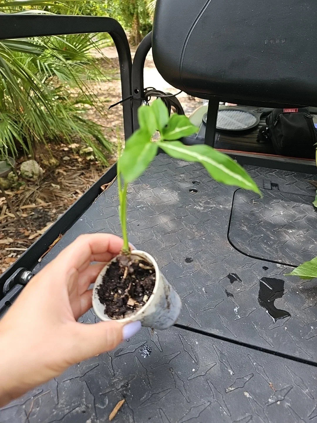 Syngonium Angustatum Live Plant - 2.5" Pot, Five Finger Little Star Indoor Houseplant, Tropical Foliage, Easy Care, Air-Purifying