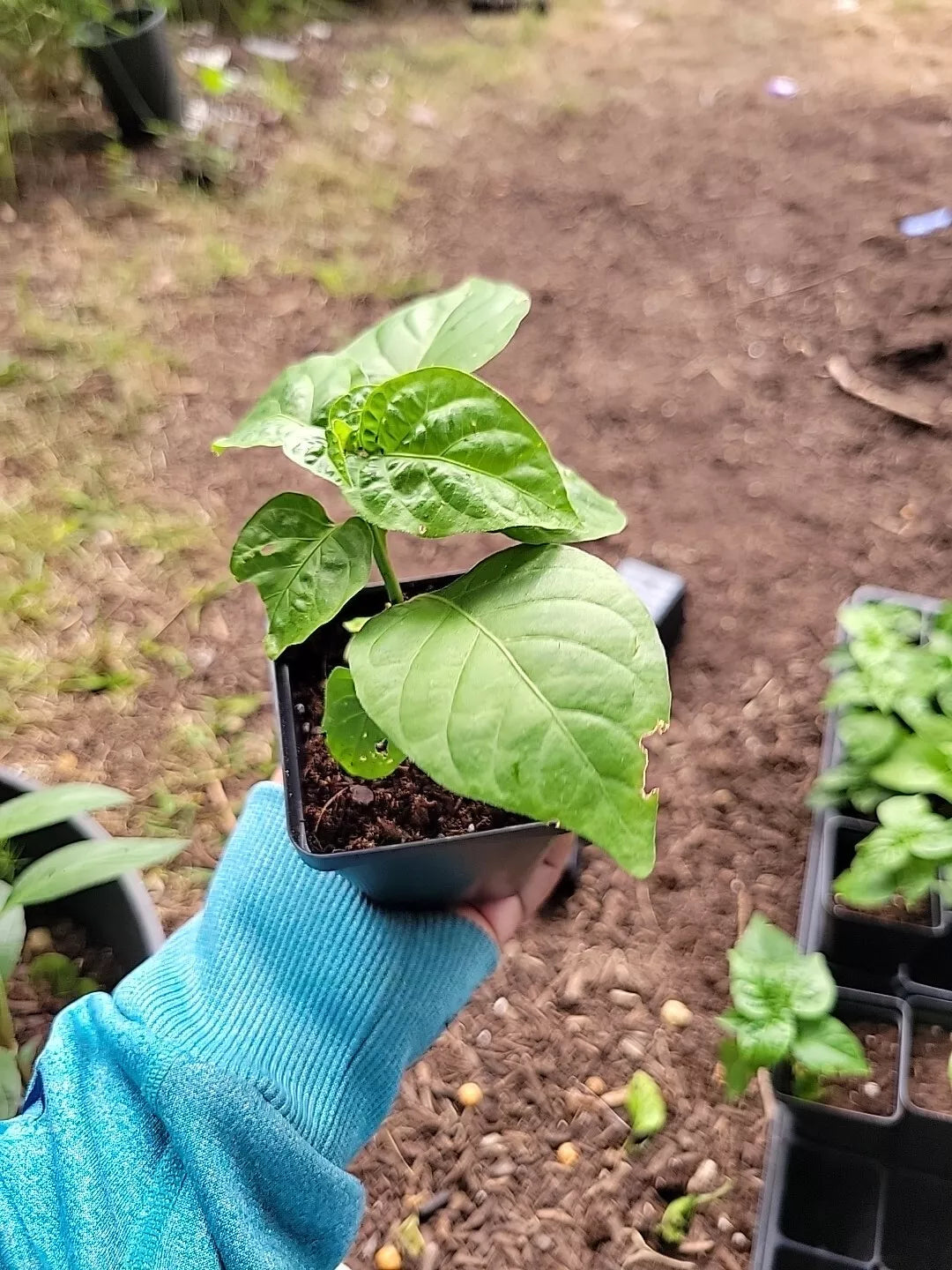 Red Savina Habanero Pepper Plants - 2 Pack, 2-4 Inch Tall, Fiery Red, Capsicum chinense, Starter Plants for Garden or Container
