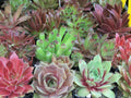Rooted Sempervivum Hen & Chicks Succulent Plants - 10 Varieties in 2" Pots, Drought-Tolerant, Rosette-Forming Perennials