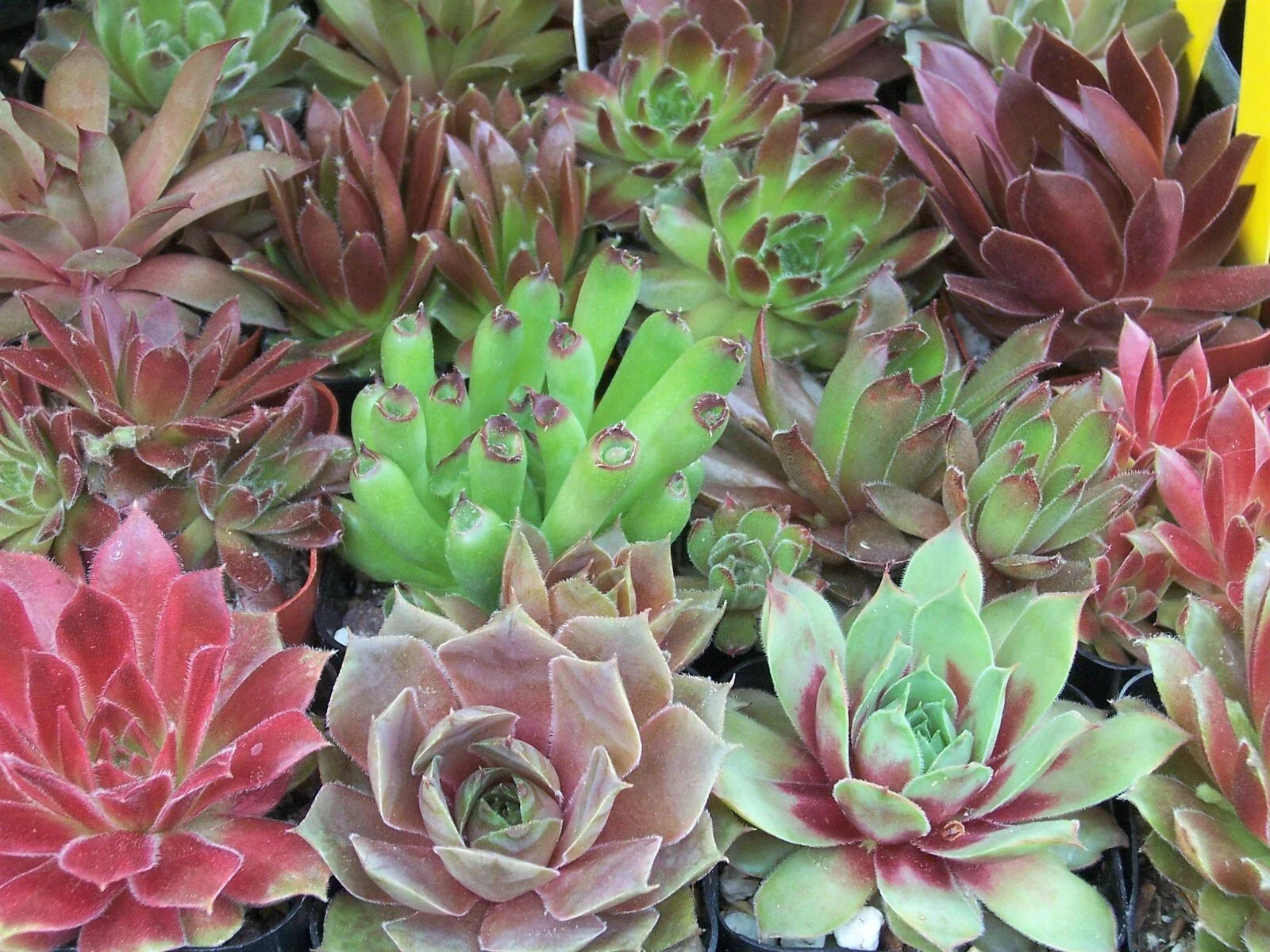 Rooted Sempervivum Hen & Chicks Succulent Plants - 10 Varieties in 2" Pots, Drought-Tolerant, Rosette-Forming Perennials