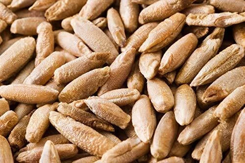 Rye Berries 4 Pounds - Whole Grain Secale cereale with High Fiber & Iron - Bulk Grain for Baking & Cooking
