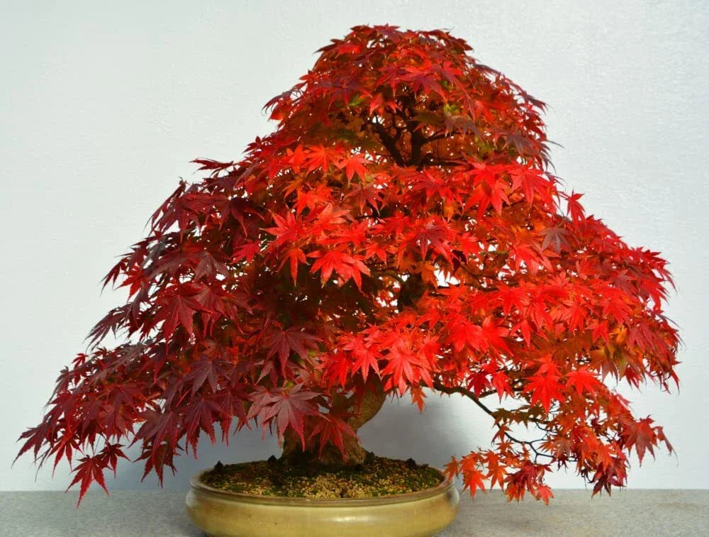 Red Maple Bonsai Tree Seeds 40 Pack Acer rubrum Non-GMO USA Made from Iowa