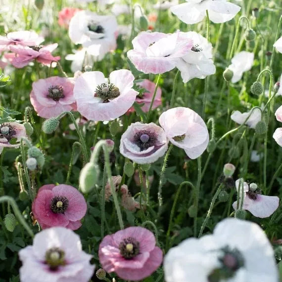 Mother of Pearl Poppy Seeds - 2024 Mix of Blues and Pinks - Papaver somniferum