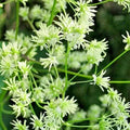 Tall Meadow Rue Seeds 50 Count, White & Purple, Thalictrum dasycarpum, Hardy Perennial Plant for Garden, Pollinator Attracting