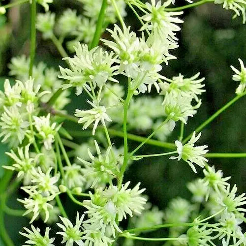 Tall Meadow Rue Seeds 50 Count, White & Purple, Thalictrum dasycarpum, Hardy Perennial Plant for Garden, Pollinator Attracting