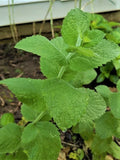 Organic Apple Mint Plants - 4 Pack - Mentha suaveolens Herb Starter for Indoor & Outdoor Gardens