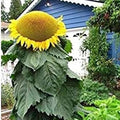 Mongolian Sunflower Seeds | 10 Pack | Helianthus annuus | Largest Sunflower in the World