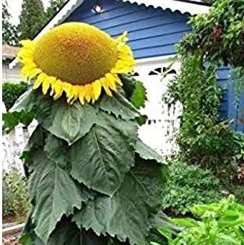 Mongolian Sunflower Seeds | 10 Pack | Helianthus annuus | Largest Sunflower in the World