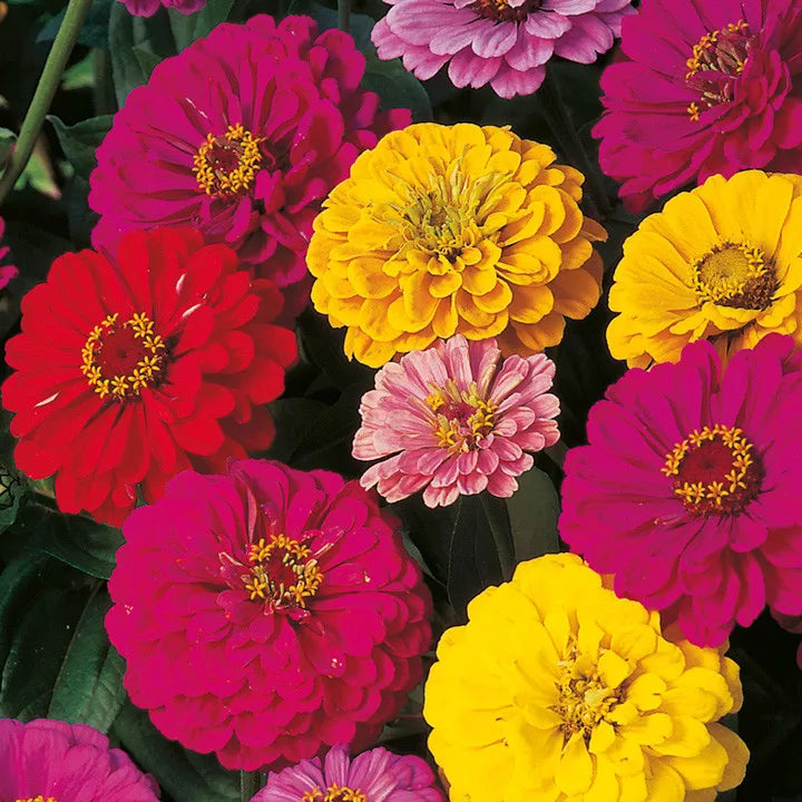 Dahlia Flowered Zinnia Mix Seeds - Mixed Colors, Easy to Grow, Zinnia elegans Garden Seeds