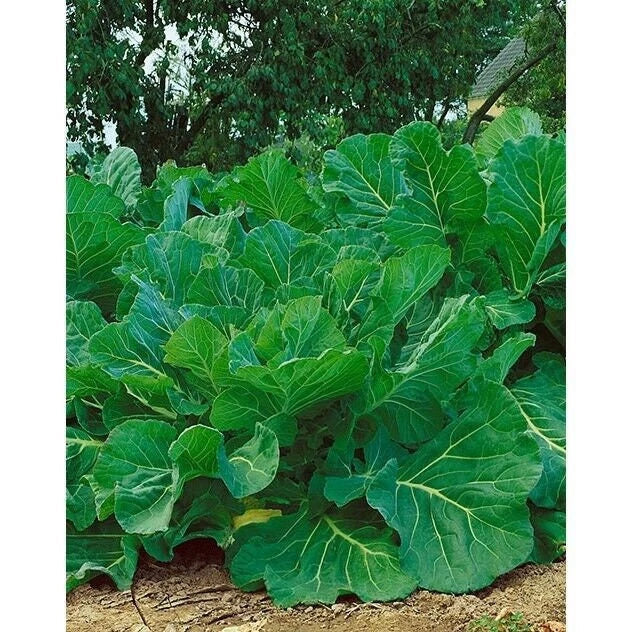 Portuguese Kale Seeds - Heirloom Brassica oleracea, Non-GMO Couve Tronchuda, Leafy Green, Full Sun, 100 Seeds