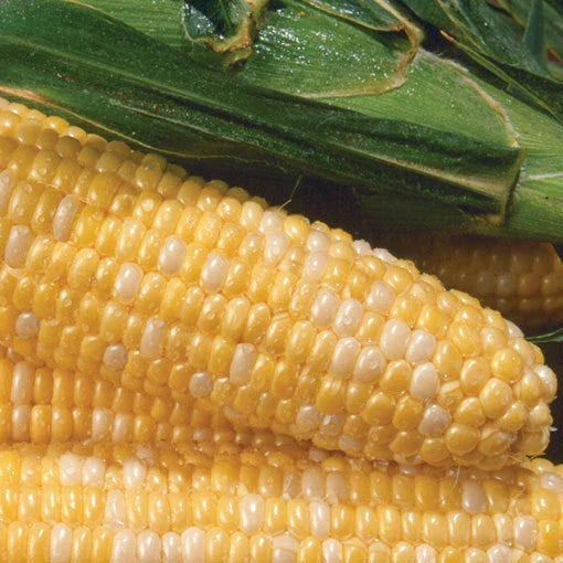 Sweet Corn Seeds - Non-GMO Zea Mays - Heirloom Variety for Home Garden, Fresh Eating, Bountiful Harvest, Free Shipping