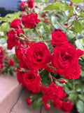 Flower Carpet Scarlet Rose Shrub Cuttings - 5 Stems, Vibrant Red, Rosa 'Flower Carpet' Garden Plant, Easy to Grow, Disease-Resistant