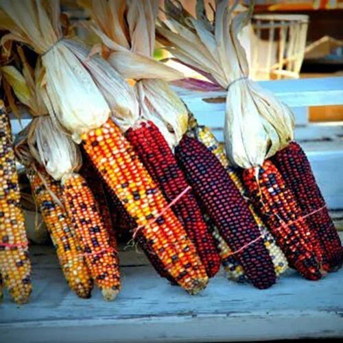 Indian Corn Seeds 5000+ Heirloom Non-GMO Zea mays for Ornamental & Culinary Use