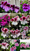 Live Geranium Plants - 8 Inch Tall Pelargonium spp. Perennials in Multiple Colors for Gardens & Containers