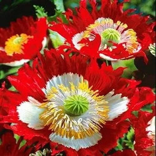 Poppy Seeds Landscaper's Pack Danish Flag Red White Non-GMO 5000 Seeds Papaver Double Flowering