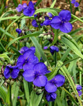 Live Spiderwort Plant - Bluejacket Variety - Tradescantia ohiensis - Well-Rooted Perennial for Gardens & Containers