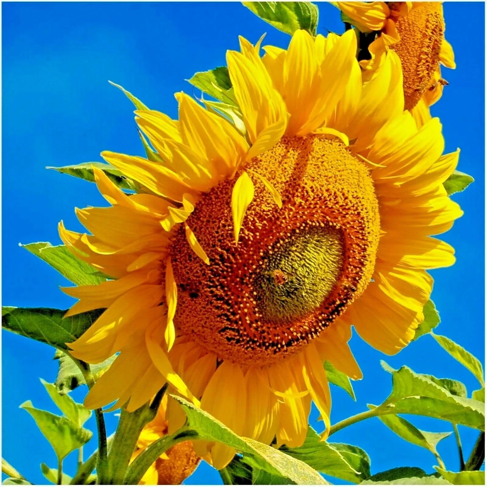 Mammoth Grey Stripe Sunflower Seeds – Organic Helianthus annuus Wildflower Pack of 50+ for Easy Grow, Pollinator Attraction, Garden & Cut Flowers