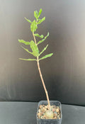 Fockea edulis Succulent Plant 2" Pot Rare Caudex Climbing Succulent Exotic Plant