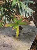 Callisia Fragrans Plant - 3" Pot - Red White Variegated Indoor Basket Plant - Callisia repens