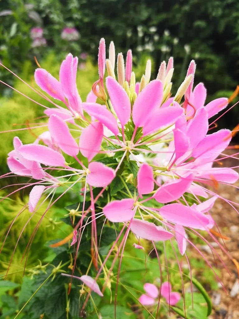 Soft Pink Spider Seeds - Clome Spinosa Perennial - Attracts Bees - 100 Pack for Garden Pollinator Plants