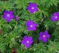 Nimbus Geranium Seeds Pack – Pelargonium x hortorum, Vibrant Flowers, Easy to Grow, Garden & Container Planting, USA Grown