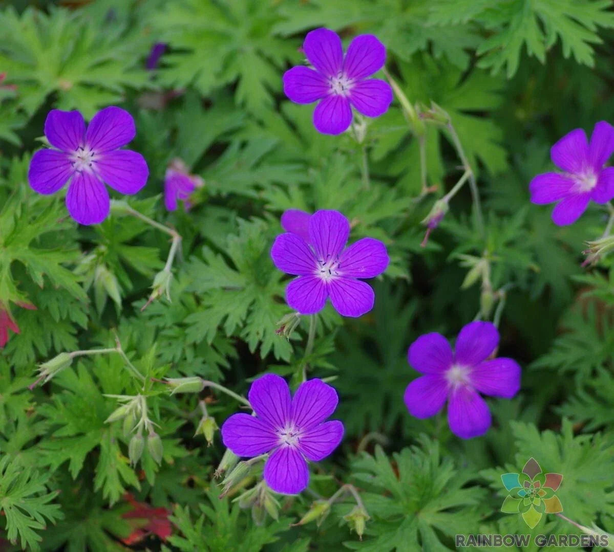 Nimbus Geranium Seeds Pack – Pelargonium x hortorum, Vibrant Flowers, Easy to Grow, Garden & Container Planting, USA Grown
