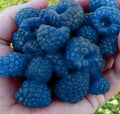 Blue Raspberry Bush Seeds - 50+ Edible Berry Fruits - Rubus idaeus - Home Garden, Container Planting, Sweet Berries