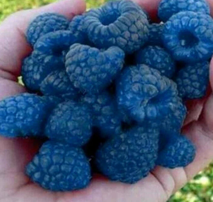 Blue Raspberry Bush Seeds - 50+ Edible Berry Fruits - Rubus idaeus - Home Garden, Container Planting, Sweet Berries