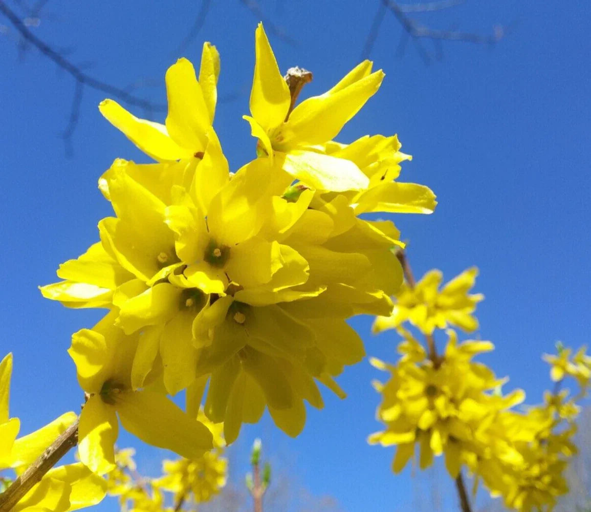 Forsythia Cuttings 10+5 'Yellow Bell' Hardy Bush for Privacy Hedge, Ornamental Garden Shrubs, Forsythia x intermedia