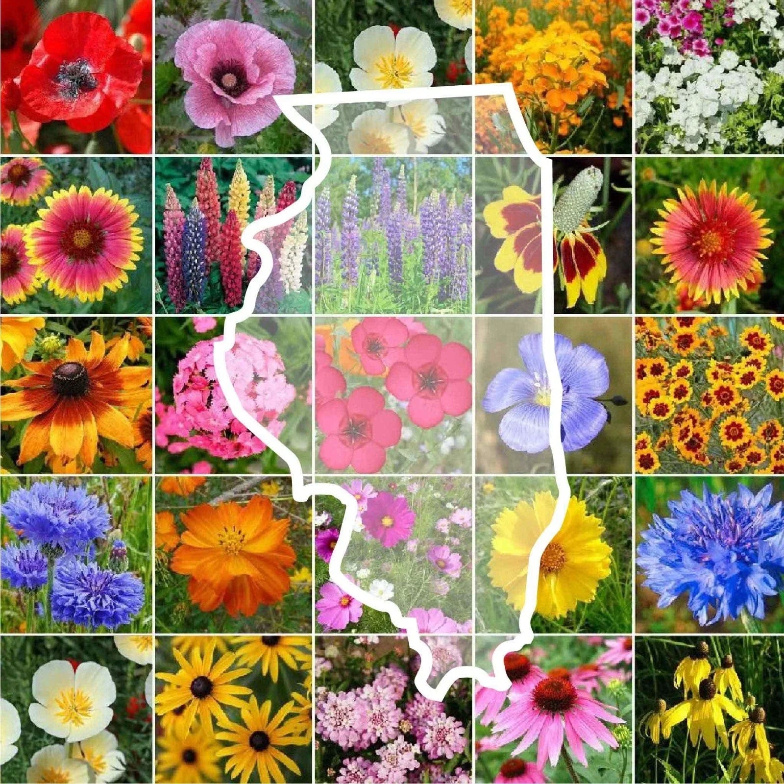 Illinois Wildflower Seed Mix - 1000 Non-GMO Native Perennial & Annual Seeds for Gardens