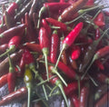 Bird's Eye Chili Pepper Seeds - Non-GMO, Capsicum annuum, Hot Pepper Seeds for Gardening & Cooking, 30+ Seeds