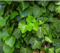 Live English Ivy Groundcover Plants - Bare Root Hedera helix, Hardy, Climbing & Trailing, Perfect for Landscaping & Erosion Control
