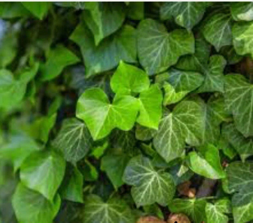 Live English Ivy Groundcover Plants - Bare Root Hedera helix, Hardy, Climbing & Trailing, Perfect for Landscaping & Erosion Control
