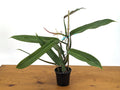 Philodendron Bicolor Plant in 4 Inch Pot | Rare Aroid Indoor Plant