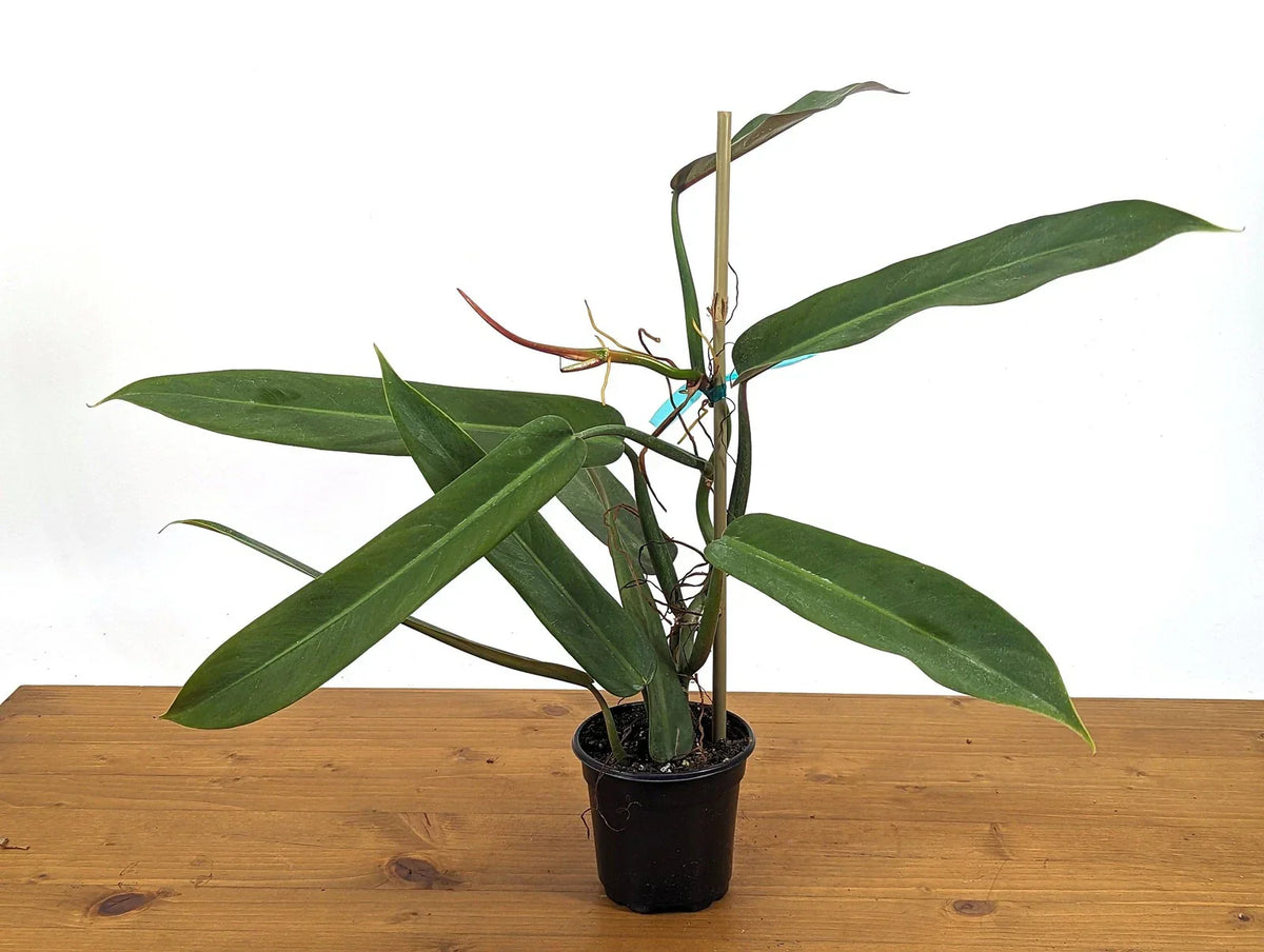 Philodendron Bicolor Plant in 4 Inch Pot | Rare Aroid Indoor Plant
