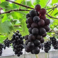 Kyoho Jufeng Grape Seeds Pack of 5+ | Rare Vitis vinifera Variety for Home Garden & Vineyards