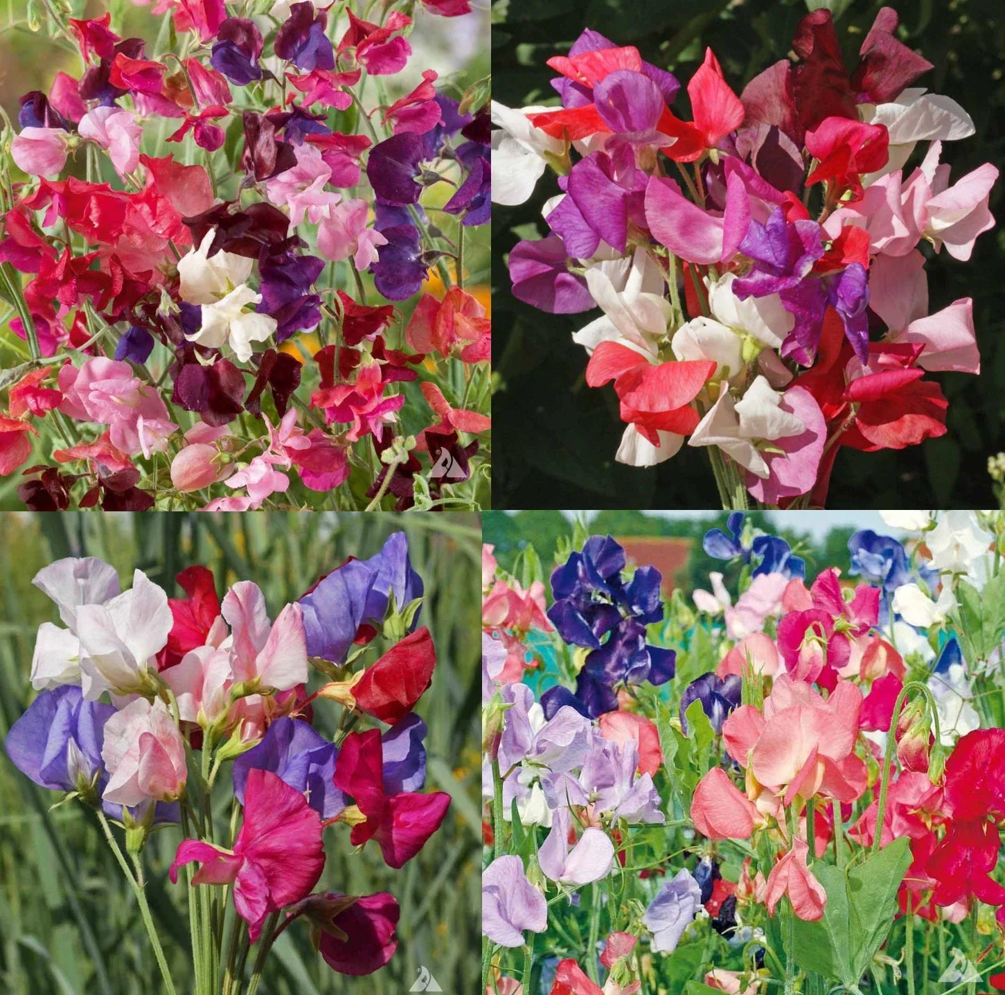 Sweet Pea Seeds Mix - Fragrant Climbing Vine - Non-GMO - 100 Seeds - Lathyrus odoratus