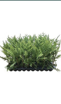 10 Green Giant Arborvitae Trees Bare Root Thuja Plicata Evergreen Privacy Shrubs Fast-Growing Deer Resistant Landscape Screening