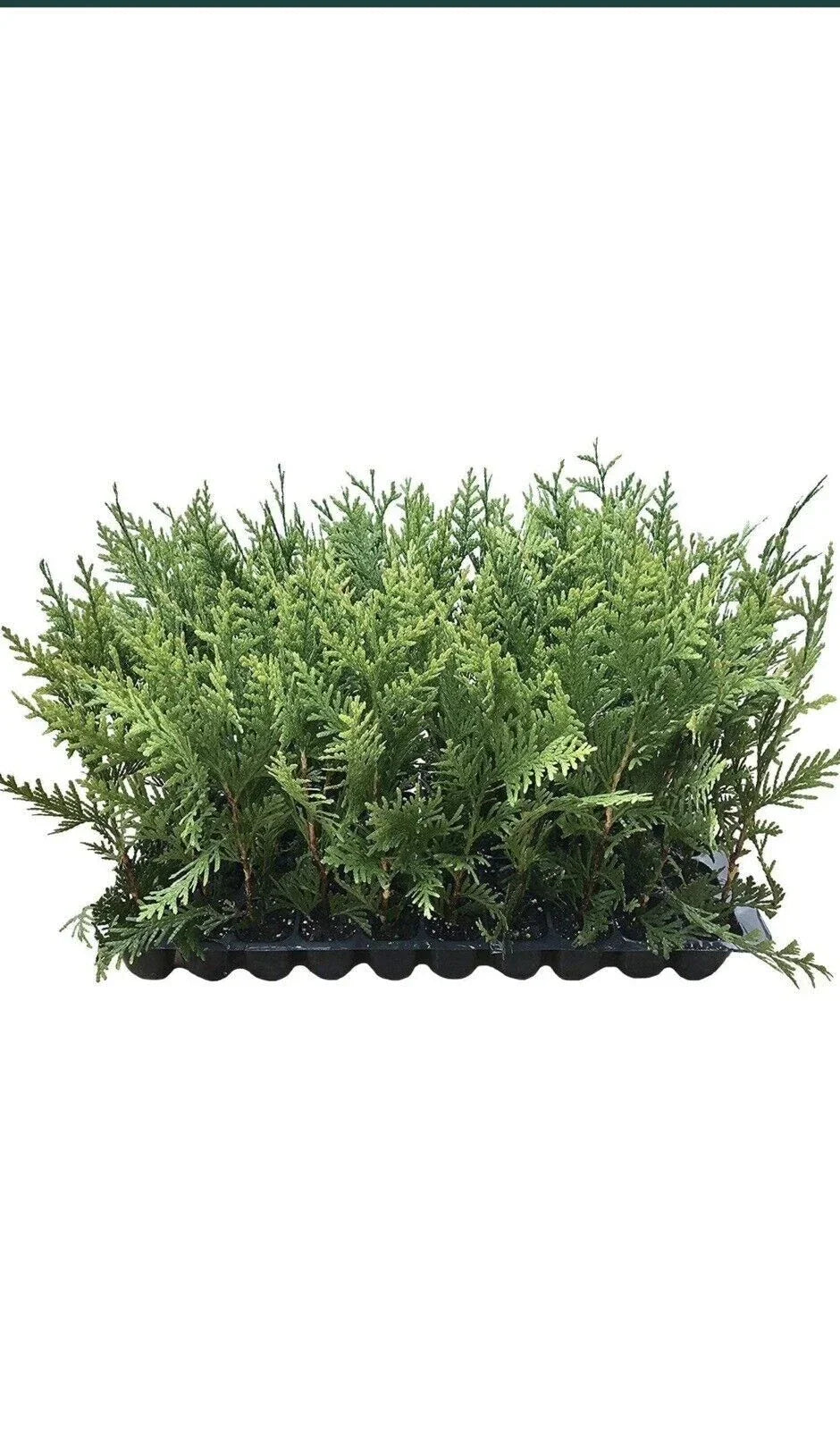 10 Green Giant Arborvitae Trees Bare Root Thuja Plicata Evergreen Privacy Shrubs Fast-Growing Deer Resistant Landscape Screening