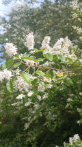 20 Unrooted Chinese Privet Hedge Bush Cuttings, Ligustrum sinense, Fresh Green Foliage, Gardening Supplies