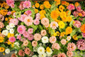Pink Melody Mix Marigold Seeds - Tagetes erecta - Vibrant Pink Flowers for Garden Beds & Borders - 25+ Seeds Pack