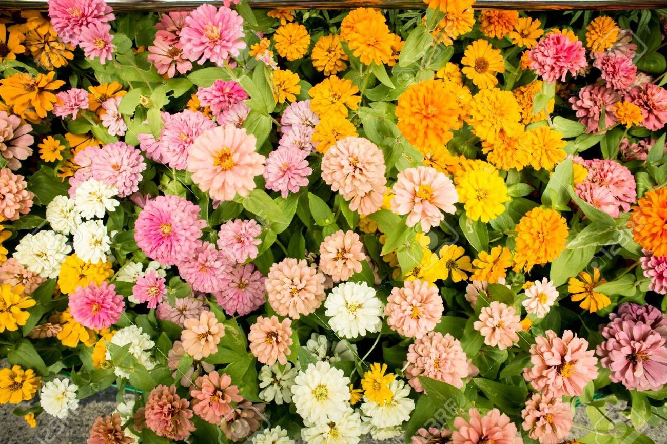 Pink Melody Mix Marigold Seeds - Tagetes erecta - Vibrant Pink Flowers for Garden Beds & Borders - 25+ Seeds Pack