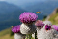 Woolly Thistle Seeds - 200+ Pack for Garden Planting - Cirsium dispar - Perennial, Purple Flowers, Drought-Resistant