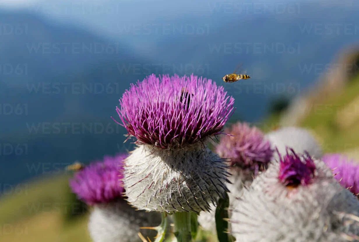 Woolly Thistle Seeds - 200+ Pack for Garden Planting - Cirsium dispar - Perennial, Purple Flowers, Drought-Resistant