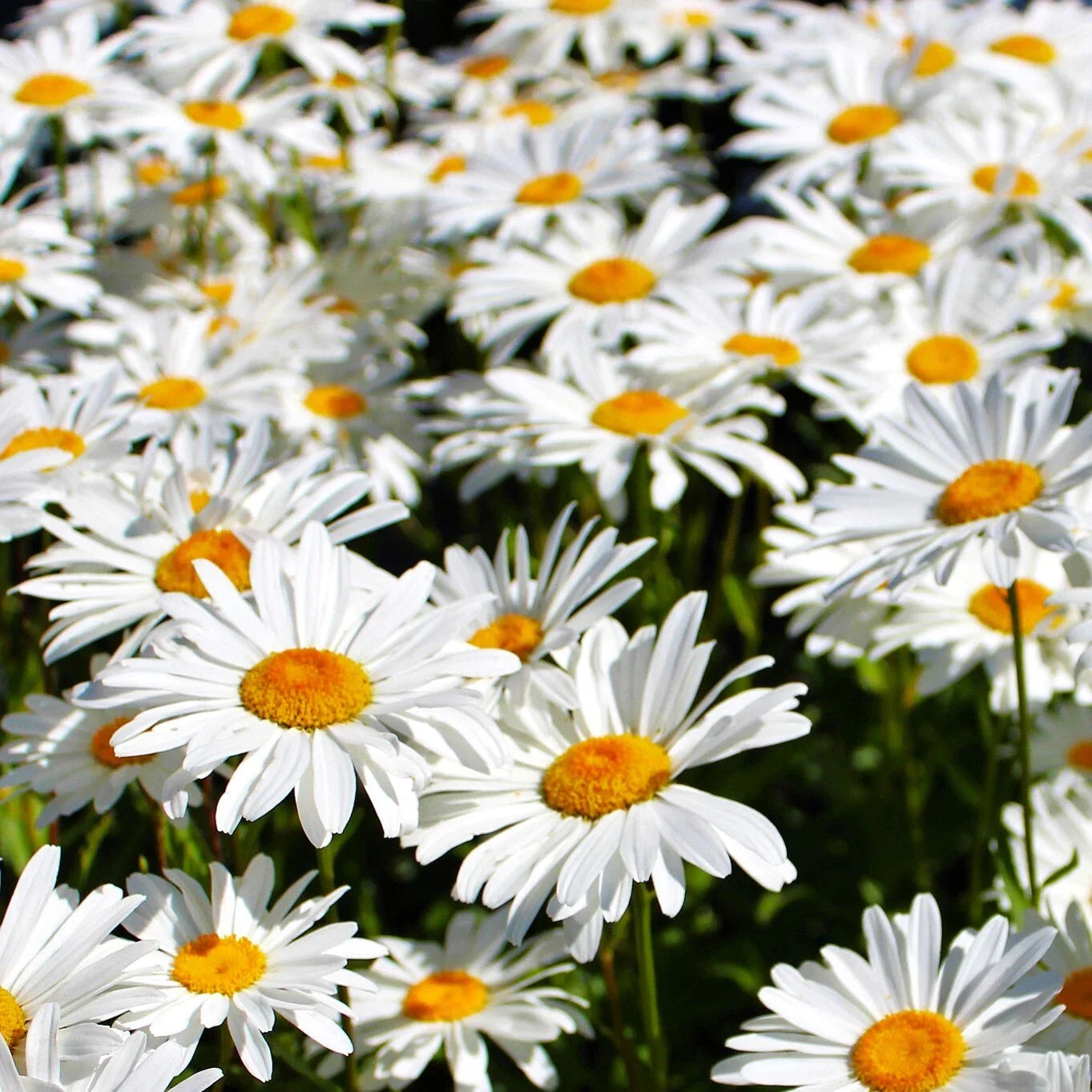 Shasta Daisy Seeds | White Perennial Wildflower Seeds | Leucanthemum × superbum | Easy to Grow, Pollinator Attracting