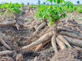 Set of 5 Yuca Cassava Plant Cuttings – Manihot esculenta – Sweet Roots for Gardening & Cooking