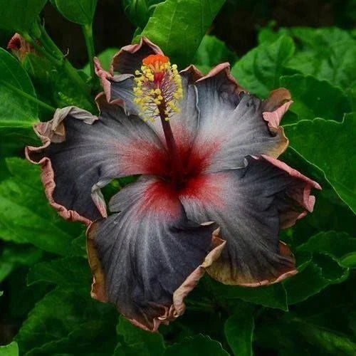 Hibiscus Seeds - Perennial Black Pink Purple Flower Seeds - Hibiscus rosa-sinensis, 20 Pack