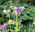 Lavender Pinwheel Geranium Seeds – Pelargonium x hortorum – Garden Planting, Annual, Lavender with White Edges, 25+ Seeds