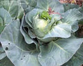 Heirloom Cabbage Seeds - 500 Non-GMO Charleston Wakefield Brassica oleracea var. capitata Organic Vegetable Gardening