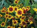 Coreopsis Seeds Plains Variety Bulk Pack Wholesale Free Shipping